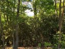 1111 Elm Tree Way Lot 48 sold home in Swannanoa, SC
