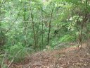 Lot 49 Crookston Drive sold home in Waynesville, SC