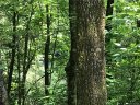 Tbd Indian Lake Road 7 sold home in Lake Toxaway, SC
