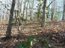 49 Dakota Springs Loop sold home in Zirconia, SC