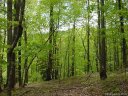 Lot 485 Pear Tree Drive sold home in Lake Lure, SC