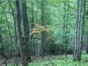 Lot 1 Sassafras Road sold home in Cedar Mountain, SC