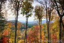 108 Bartrams Walk Drive 11 sold home in Asheville, SC