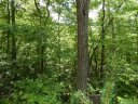 00 Apple Tree Court sold home in Waynesville, SC