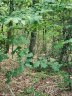 0 Sleepy Hollow Road 43 sold home in Connelly Springs, SC