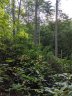Lot 17 Rock Creek Trail Road sold home in Brevard, SC