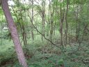 955 Brandywine Road 411 sold home in Waynesville, SC