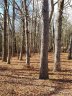 99999 Rhododendron Avenue 5 sold home in Black Mountain, SC