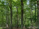 71 Turkey Trot Trail 16 sold home in Marshall, SC