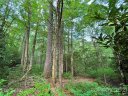 999 Cardinal Road CH-8 sold home in Brevard, SC