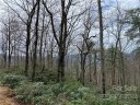 V L N Forest Drive 44 sold home in Marion, SC