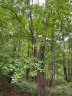 0 Woodlawn Lane Lot 8 Blk Q Sec 2 sold home in Indian Trail, SC