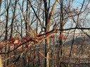 Lot 75 Grants Mountain Road sold home in Marion, SC
