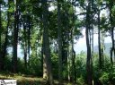 297 Bella Vista Court Cv-Cm-23 Valley, Corbin Mountain, Lot 23 sold home in Zirconia, SC
