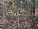 137 E Peninsula Drive sold home in Laurens, SC