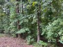 00 N Sundew Drive sold home in Westminster, SC