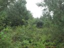342 Woodmere Drive Lot 65 sold home in Pickens, SC