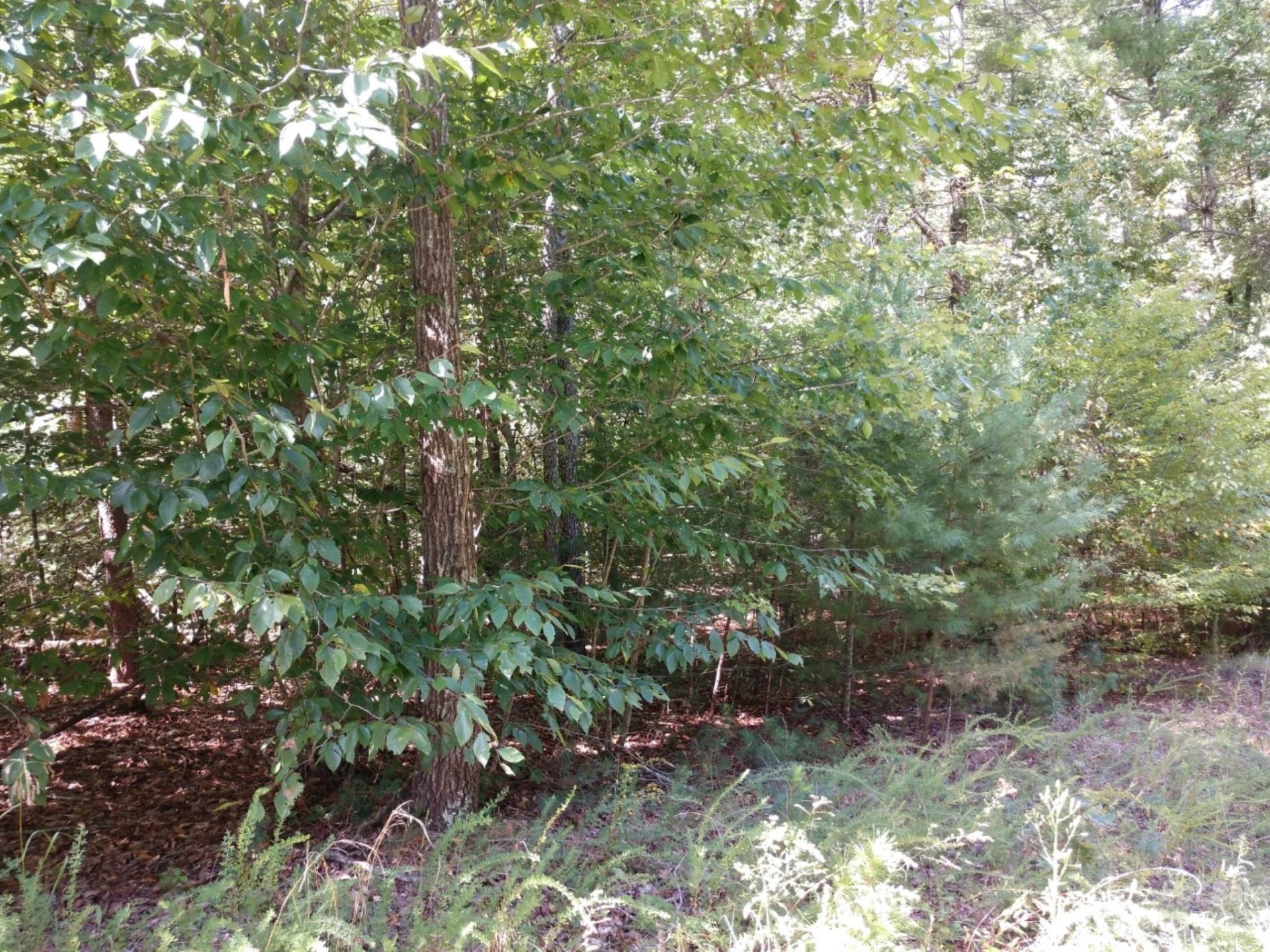 Property image 2 at 00 James View Road, Marion, NC 28752