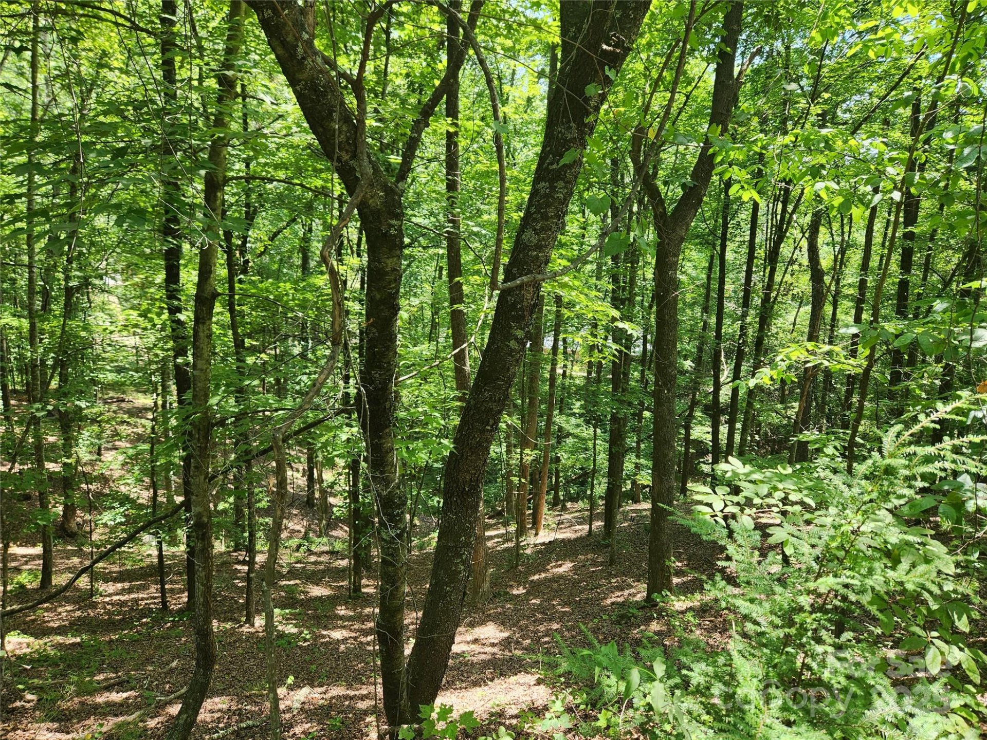 Lot 81 82 88 Walnut Lane