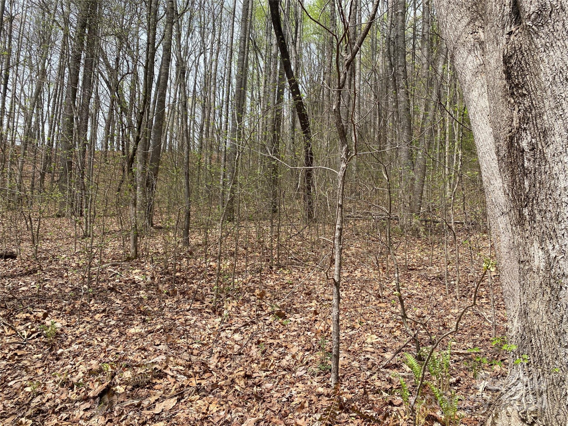Property image 3 at 216 Cottage Side Trail, Travelers Rest, SC 29690