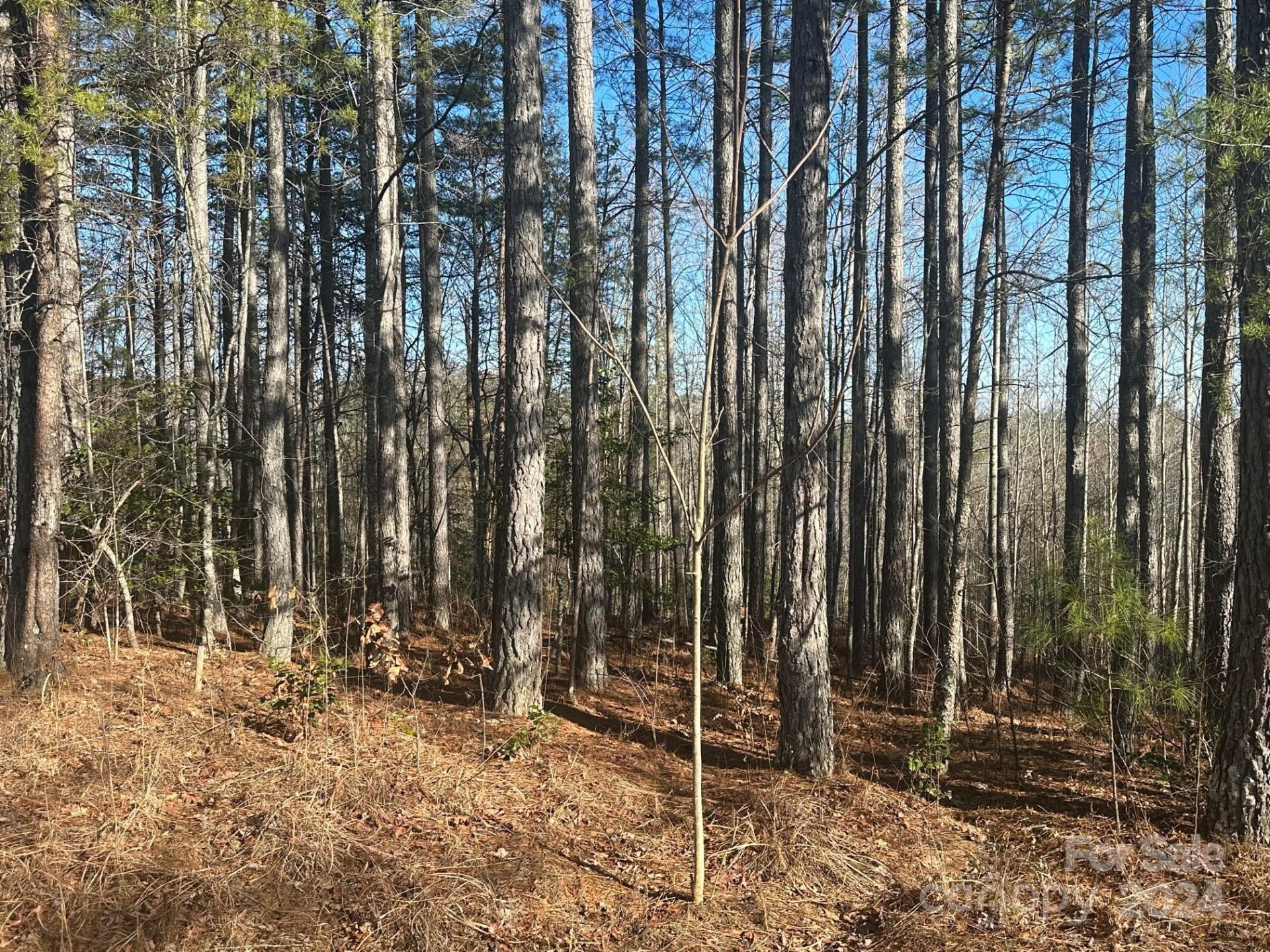 0000 Pine Cone Trail