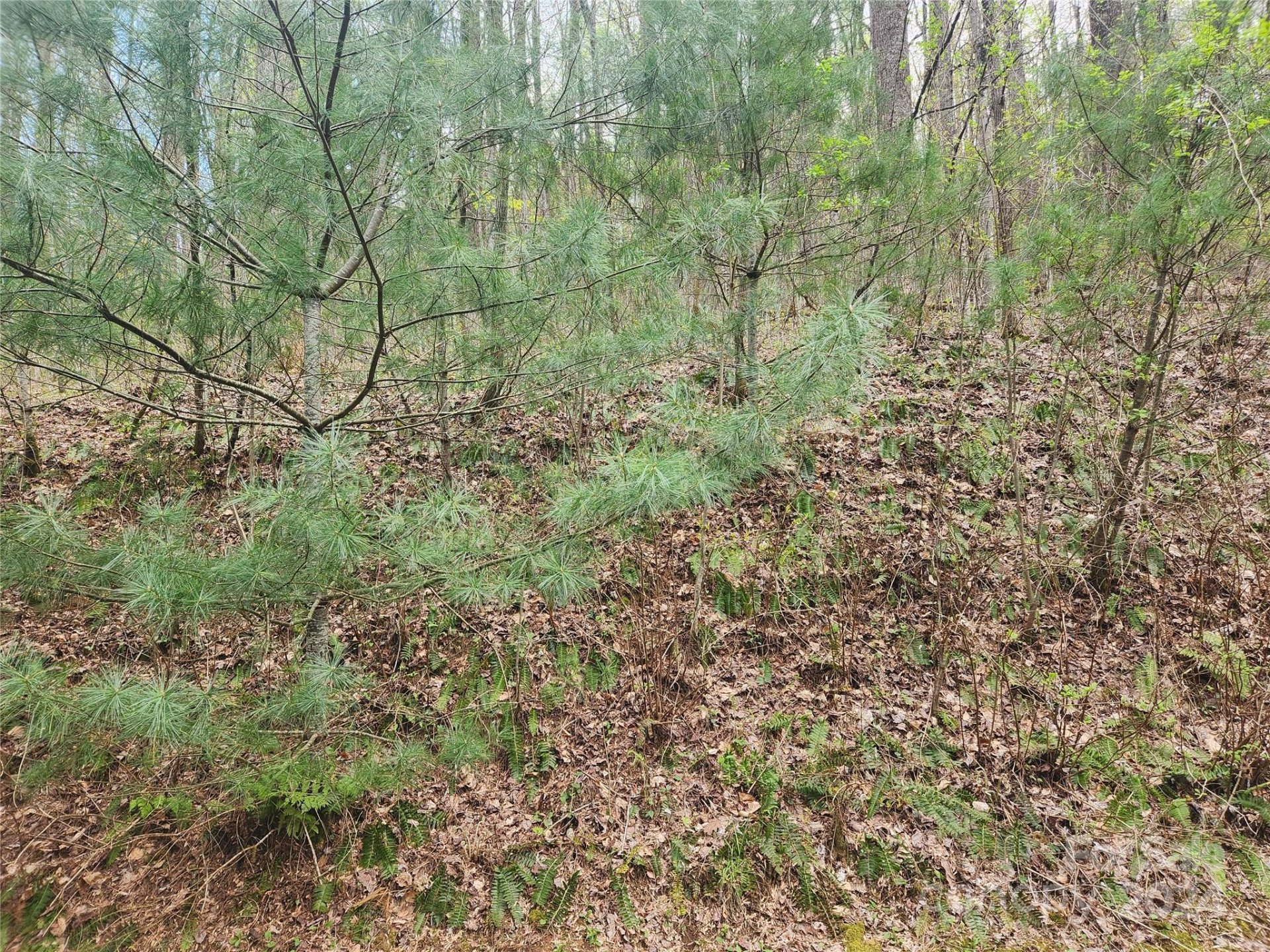 Property image 5 at 573 Solomon Circle, Hendersonville, NC 28739