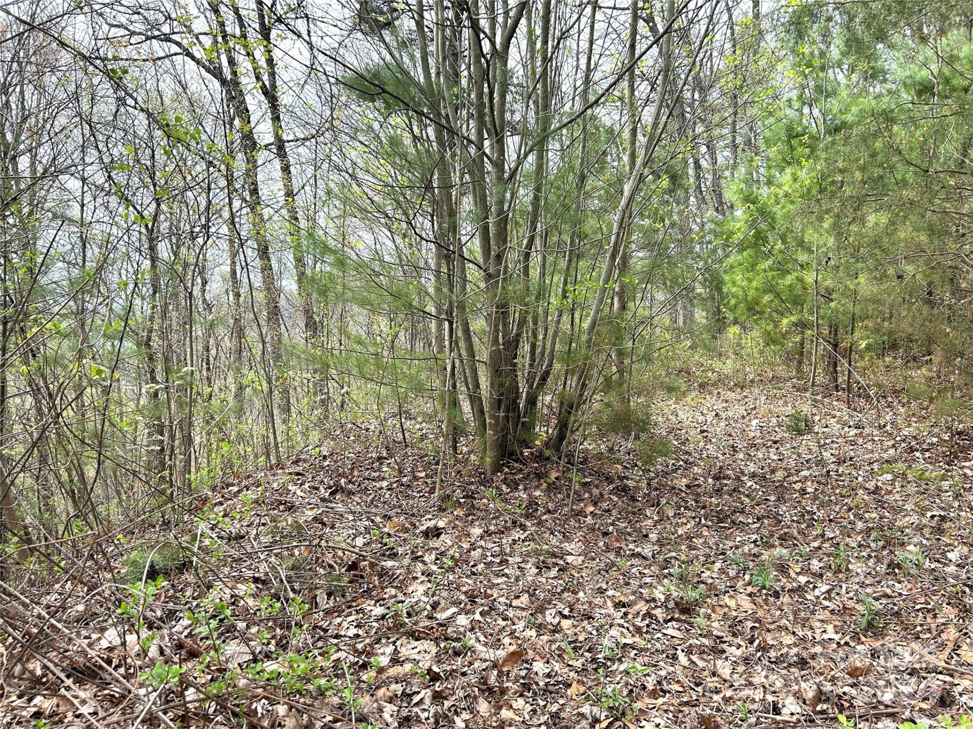 Property image 3 at 16 Waxwing Way, Asheville, NC 28804