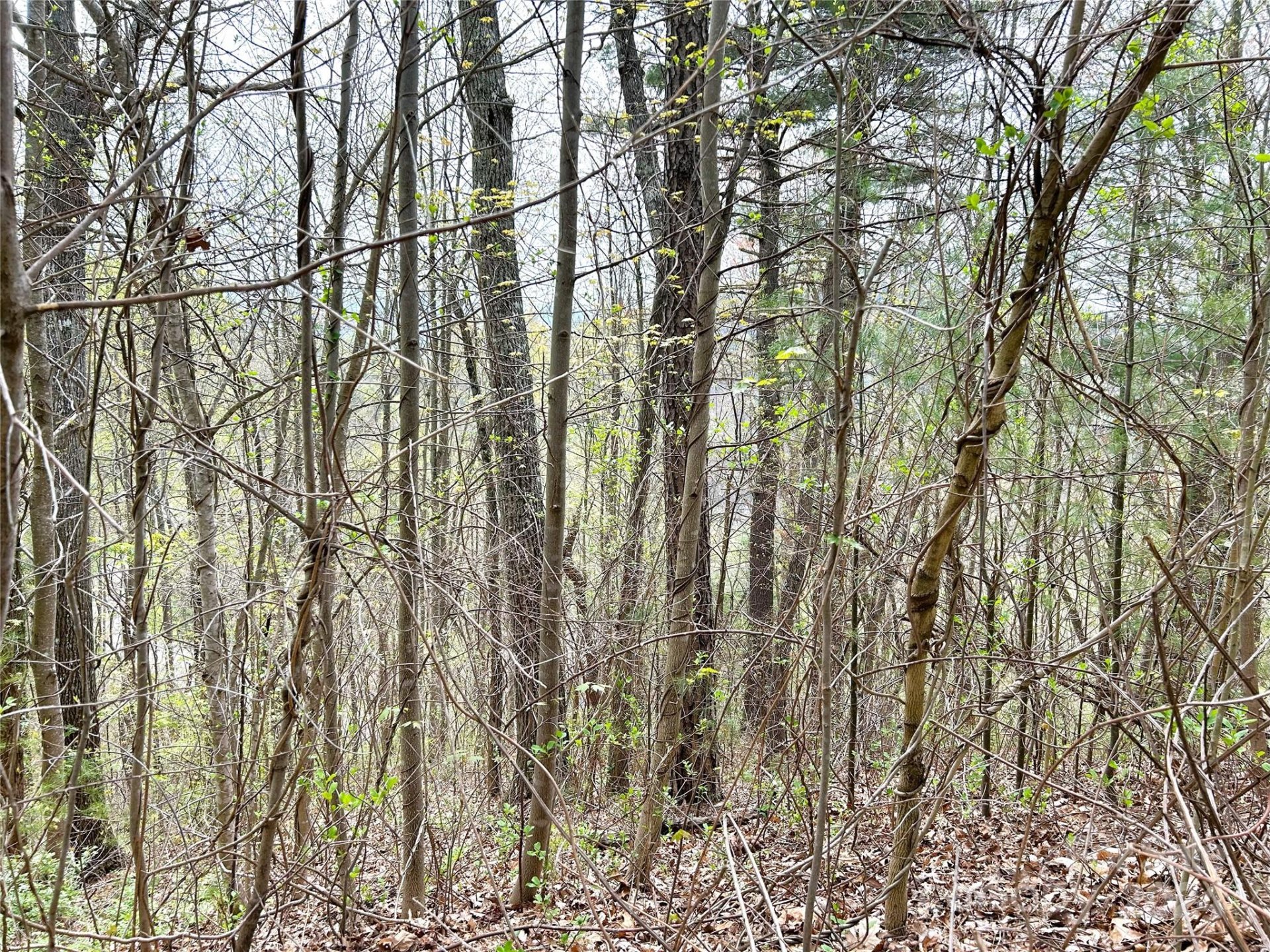 Property image 4 at 16 Waxwing Way, Asheville, NC 28804