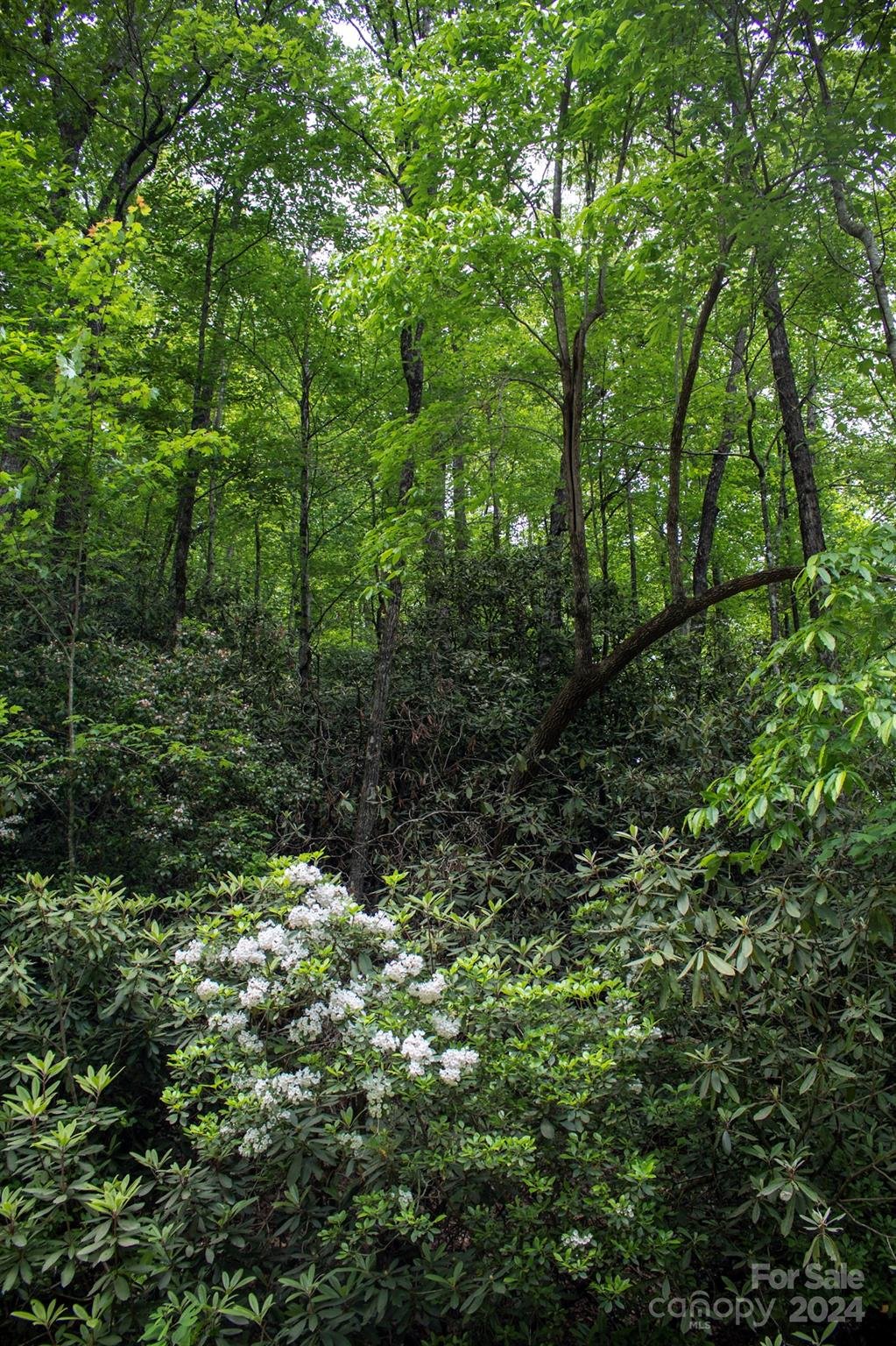 Oak Laurel, Brevard Community