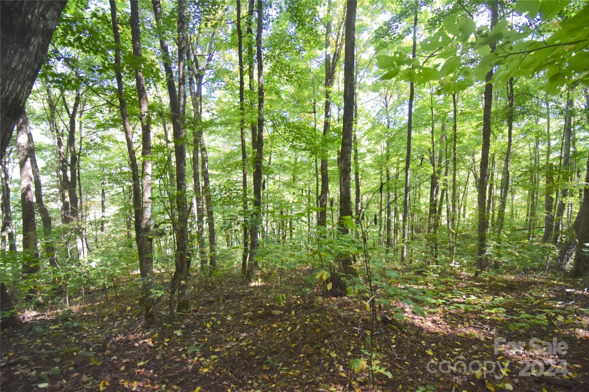 Property image 2 at 0 Chimney Ridge Trail, Waynesville, NC 28786