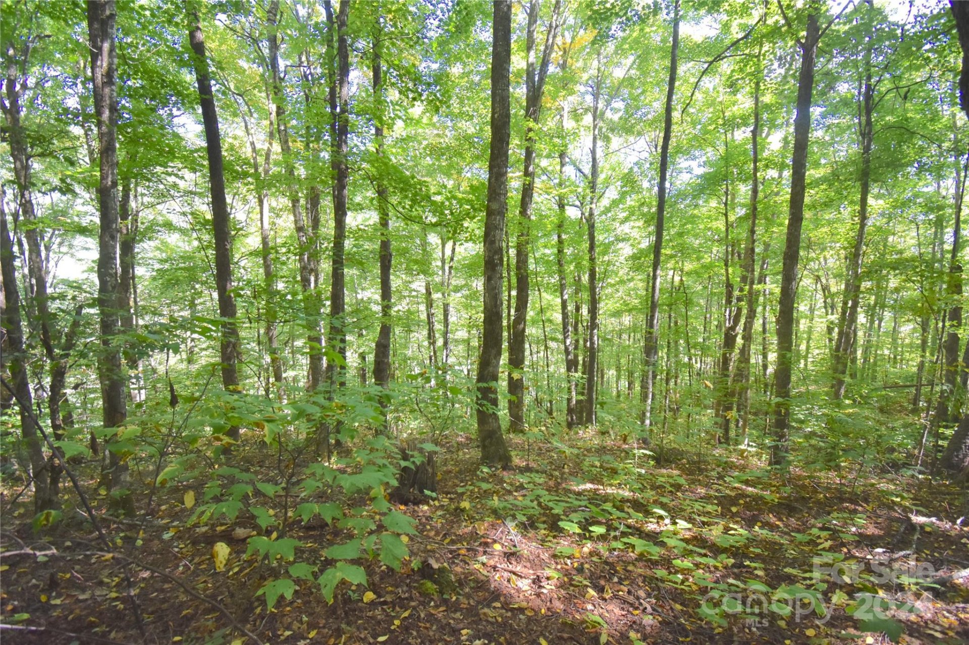 Property image 4 at 0 Chimney Ridge Trail, Waynesville, NC 28786