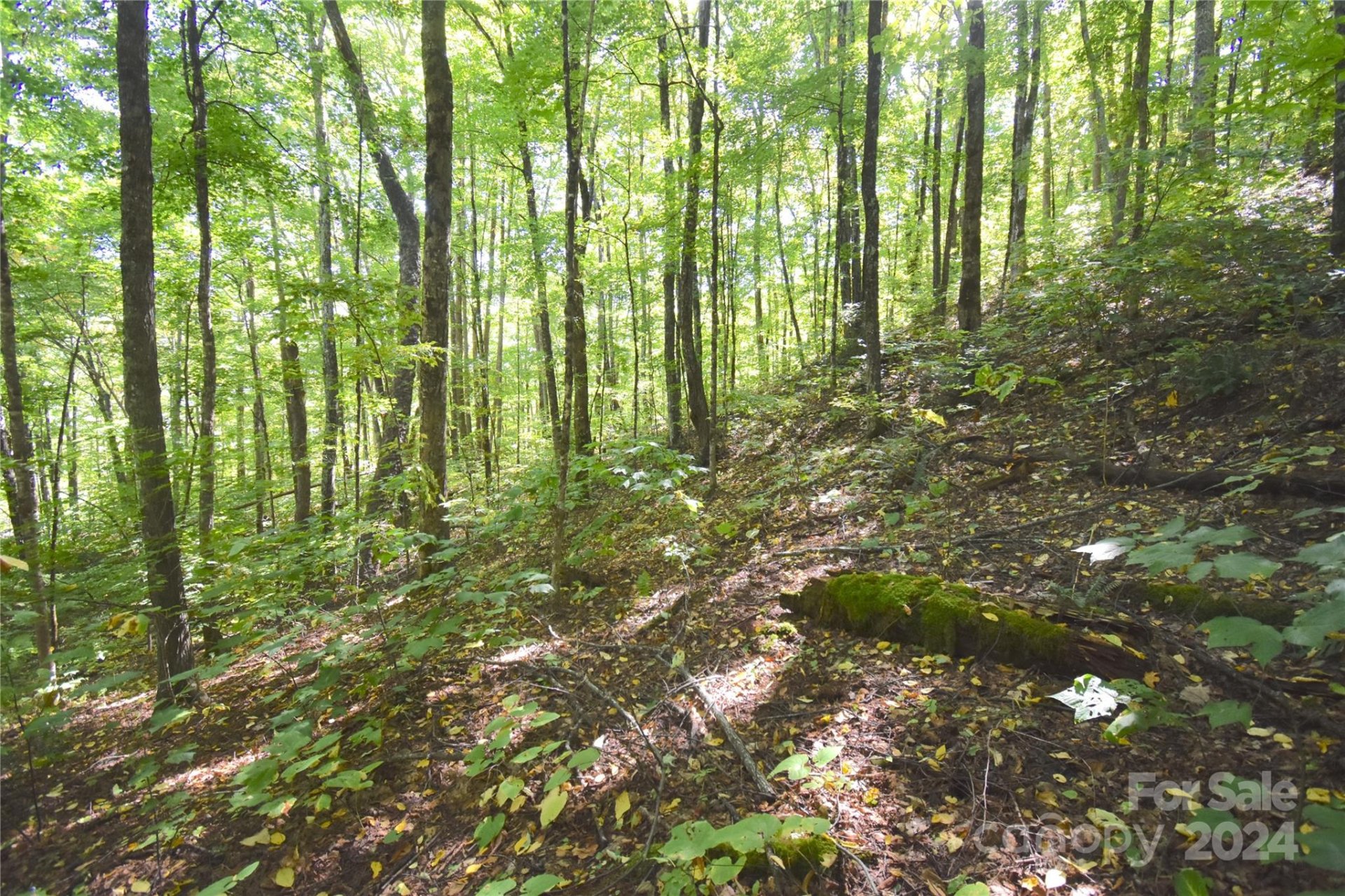 Property image 5 at 0 Chimney Ridge Trail, Waynesville, NC 28786