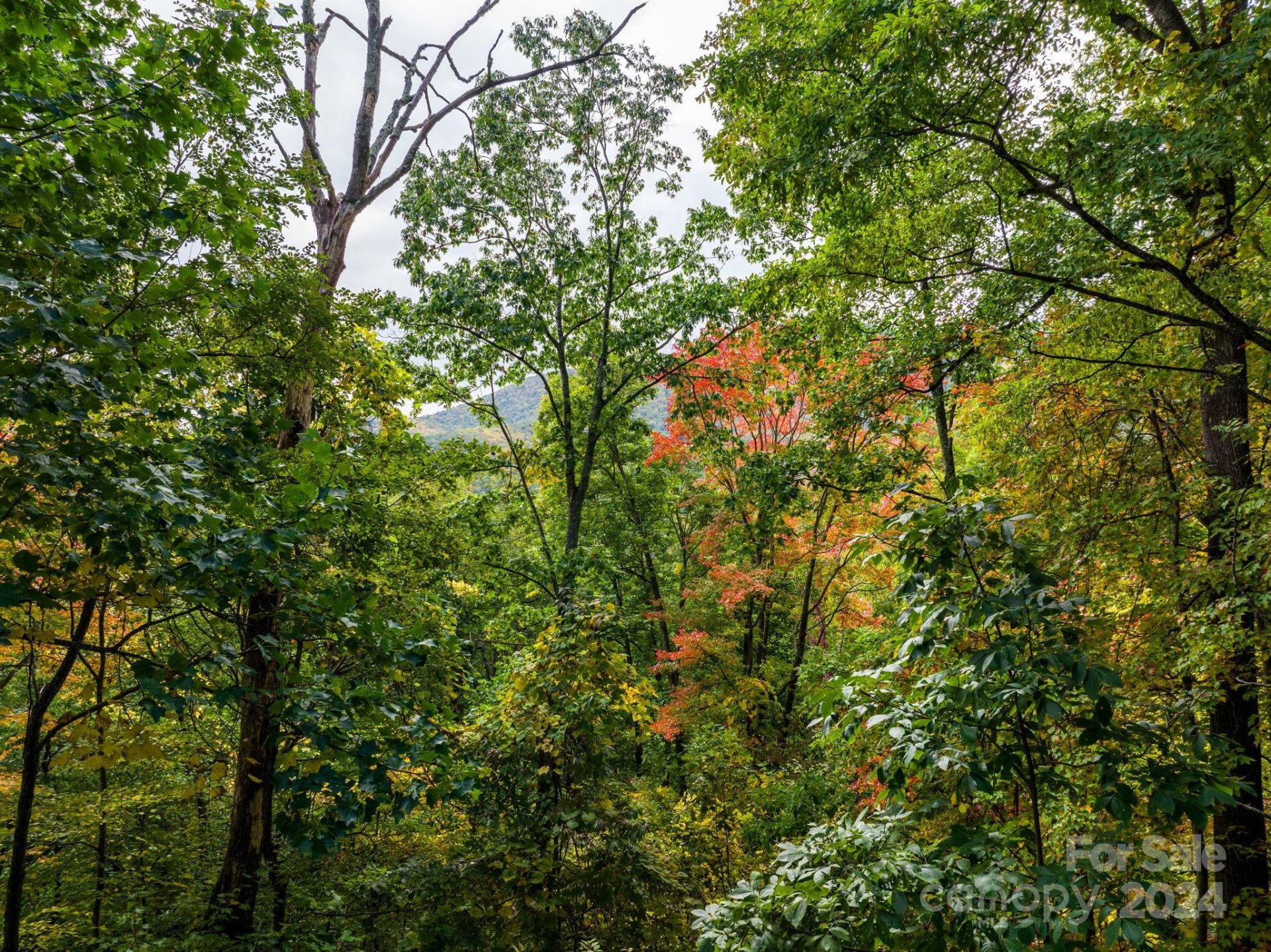 Property image 4 at 26 Wedgewood Terrace, Black Mountain, NC 28711