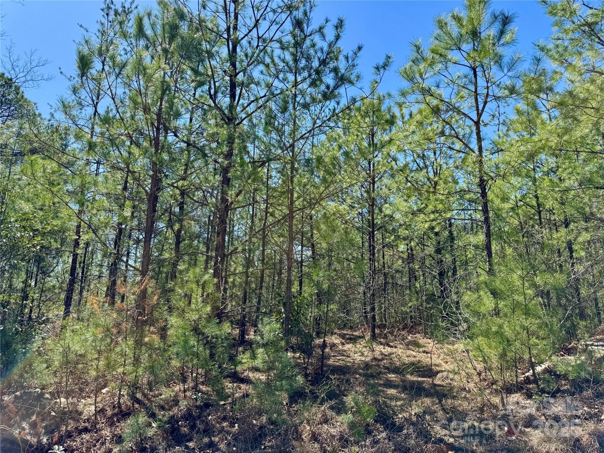 Property image 3 at 99 Oak Laurel Road, Brevard, NC 28712