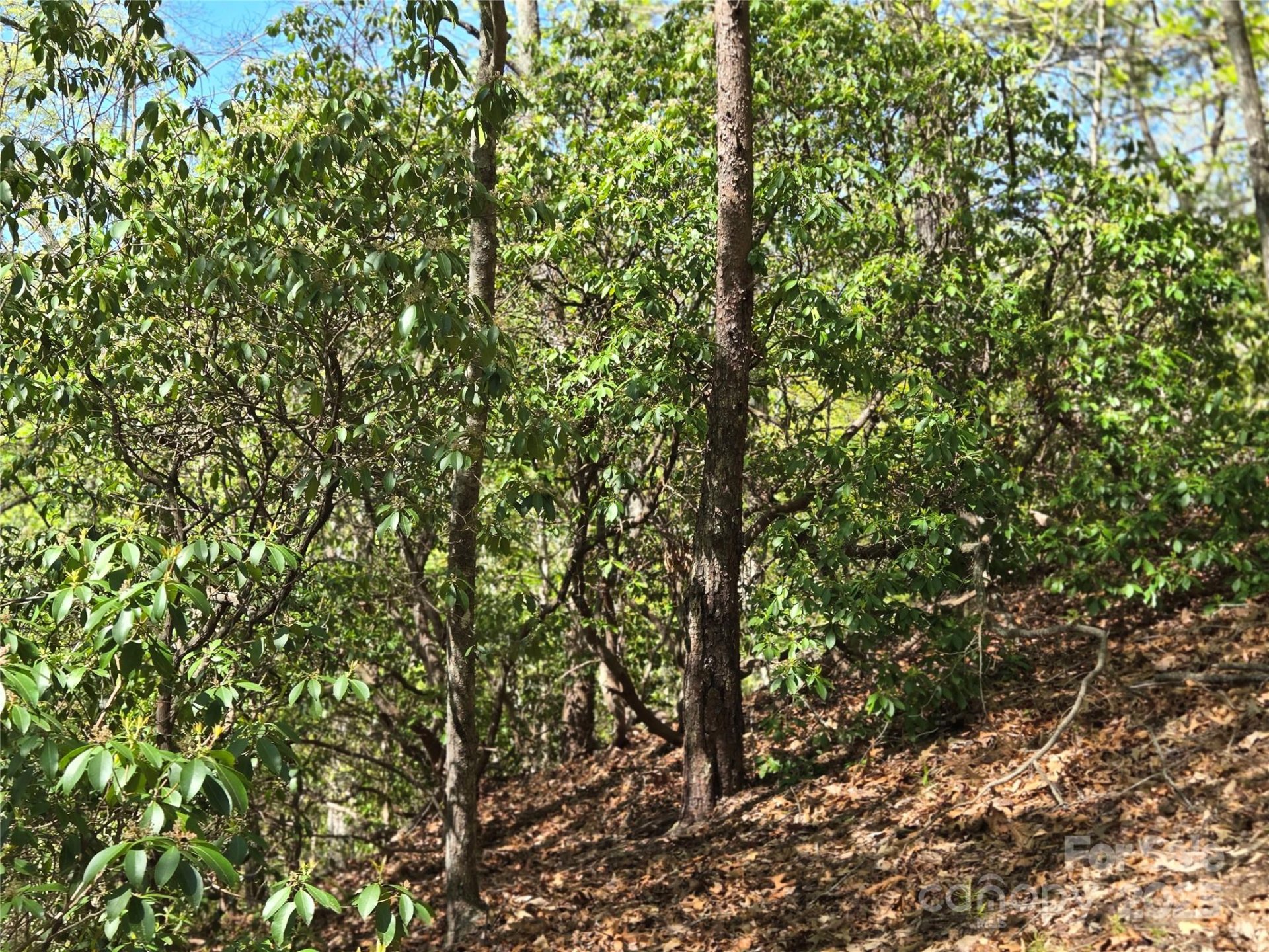 Property image 5 at Lot 64 65 Walnut Lane, Lake Lure, NC 28746