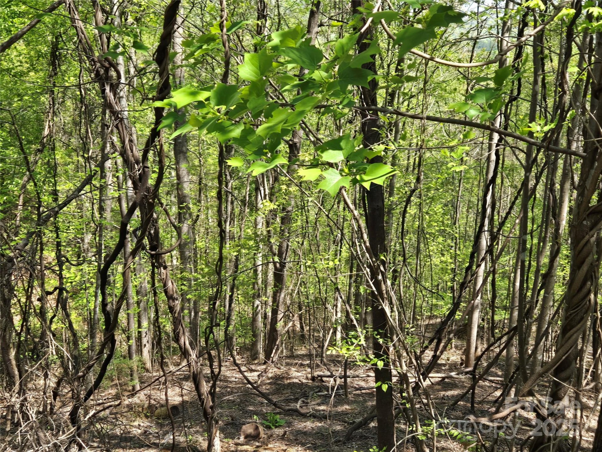 Property image 5 at Lot 33 Turkey Fall Lane, Lake Lure, NC 28746