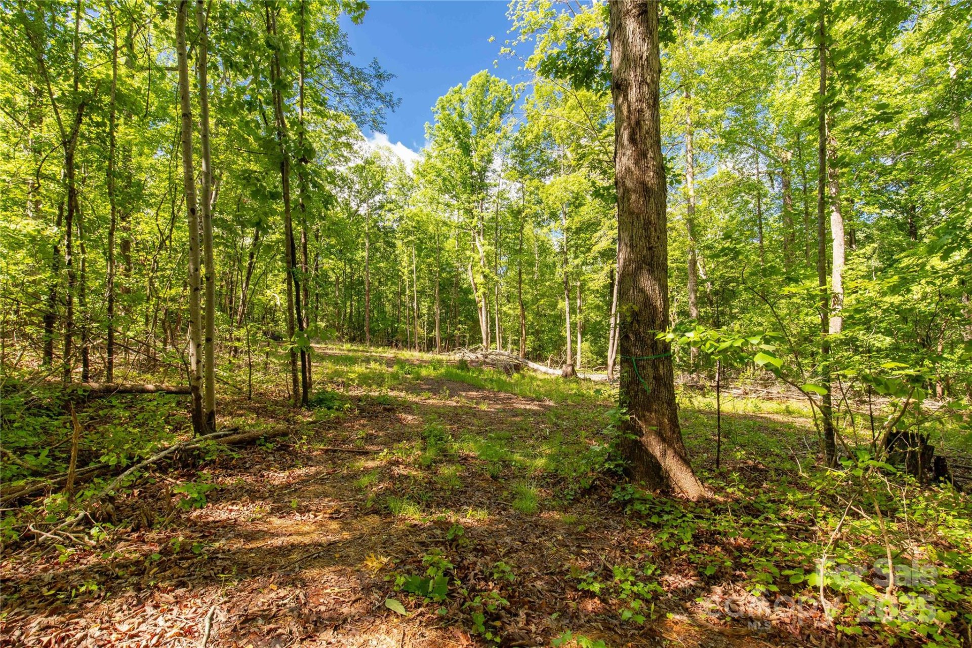 Magnolia, Clover Community