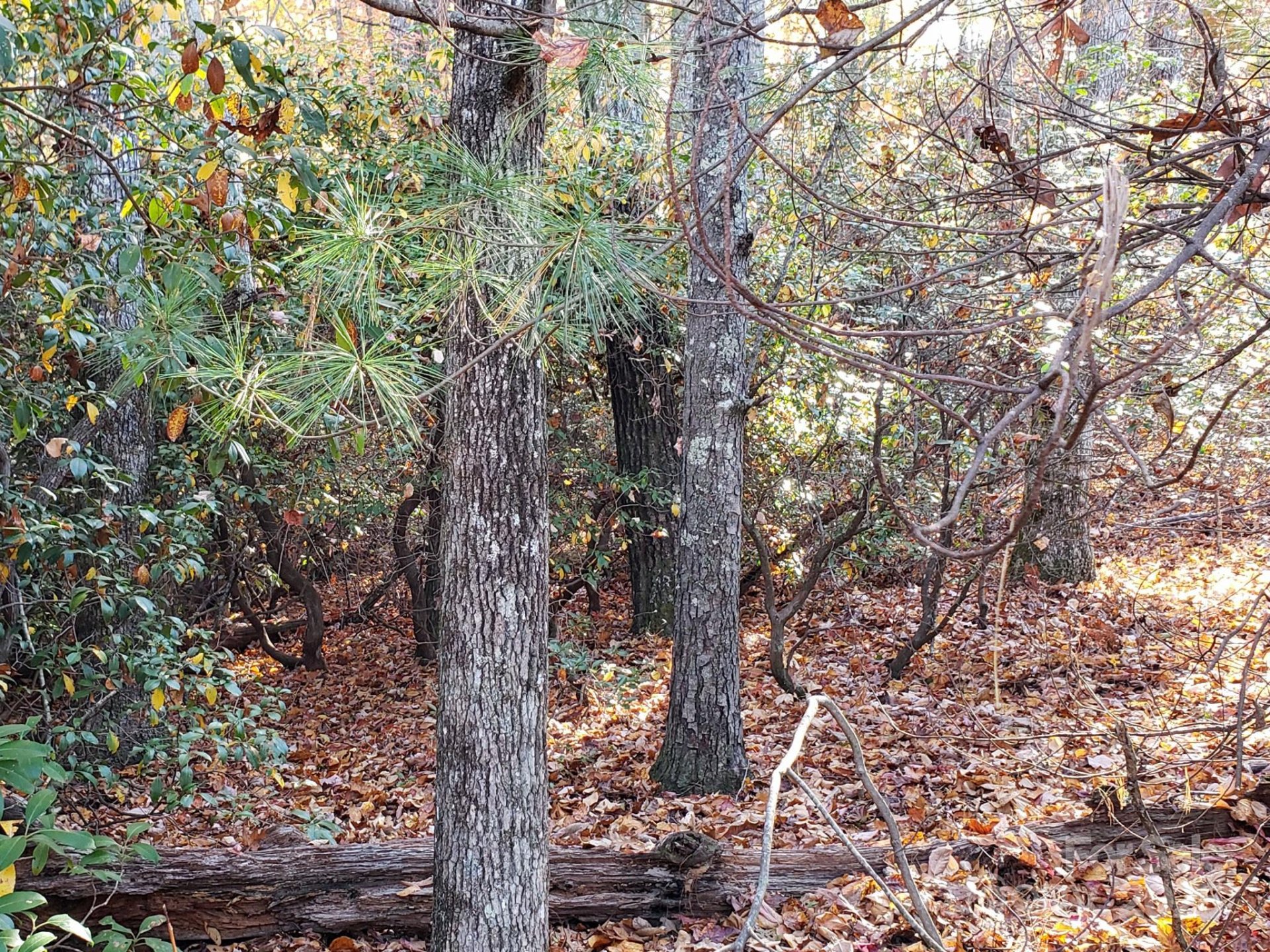 Property image 5 at Tbd Top Oaks Lane, Pisgah Forest, NC 28768