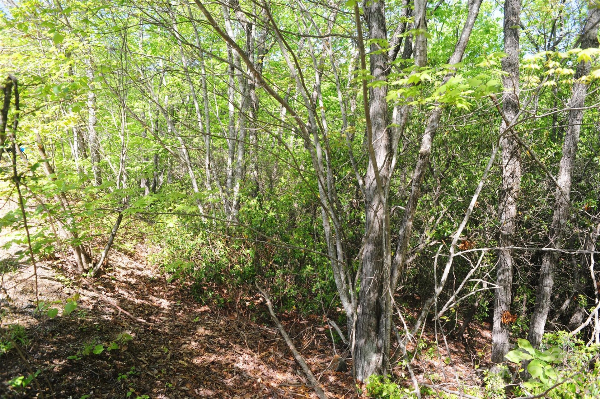 Property image 2 at 99999 Mountain Falls Trail, Black Mountain, NC 28711