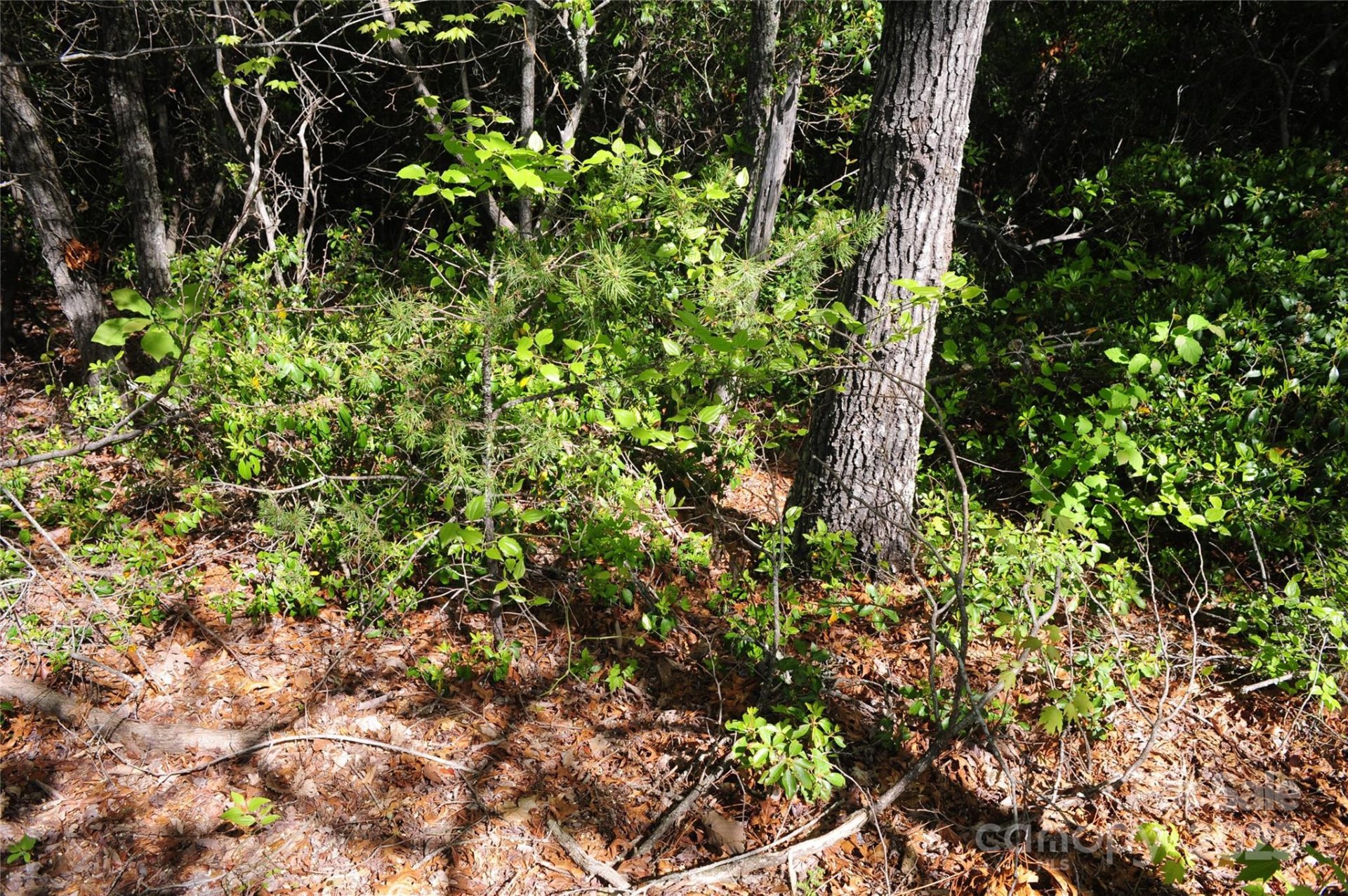 Property image 3 at 99999 Mountain Falls Trail, Black Mountain, NC 28711
