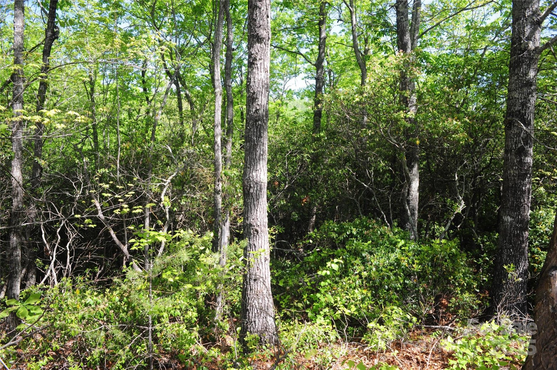 Property image 4 at 99999 Mountain Falls Trail, Black Mountain, NC 28711