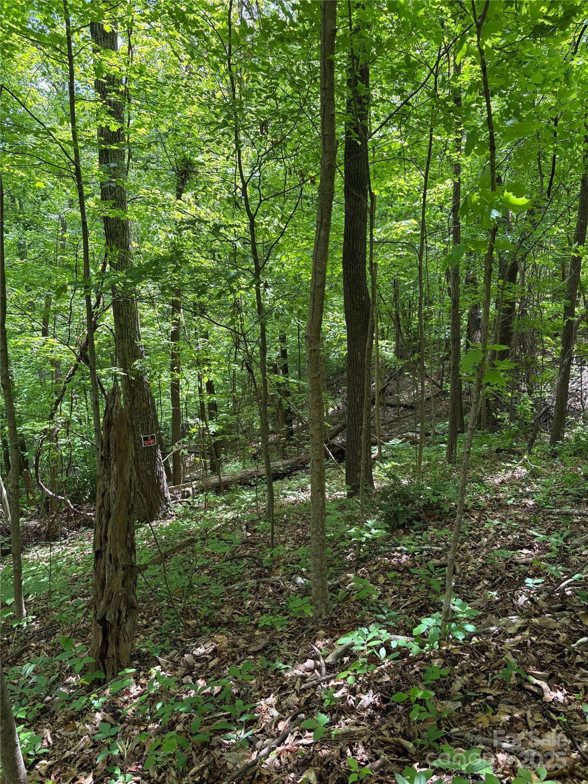Property image 4 at Tbd Adams Street, Waynesville, NC 28786