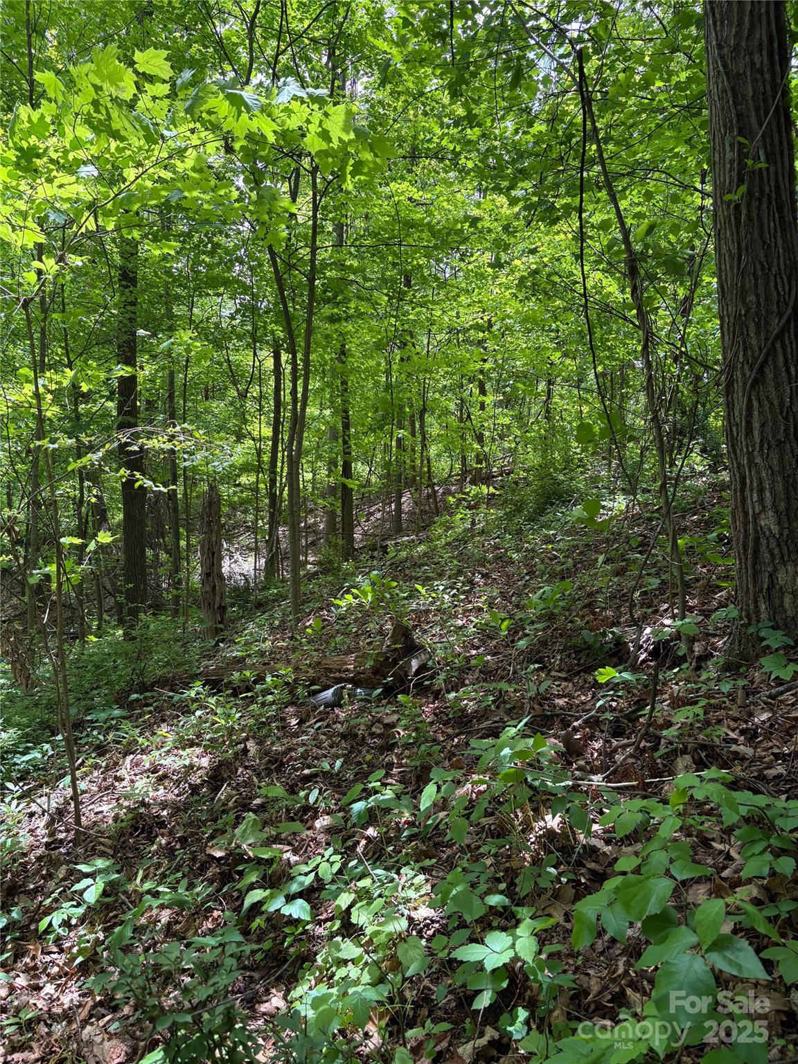 Property image 5 at Tbd Adams Street, Waynesville, NC 28786