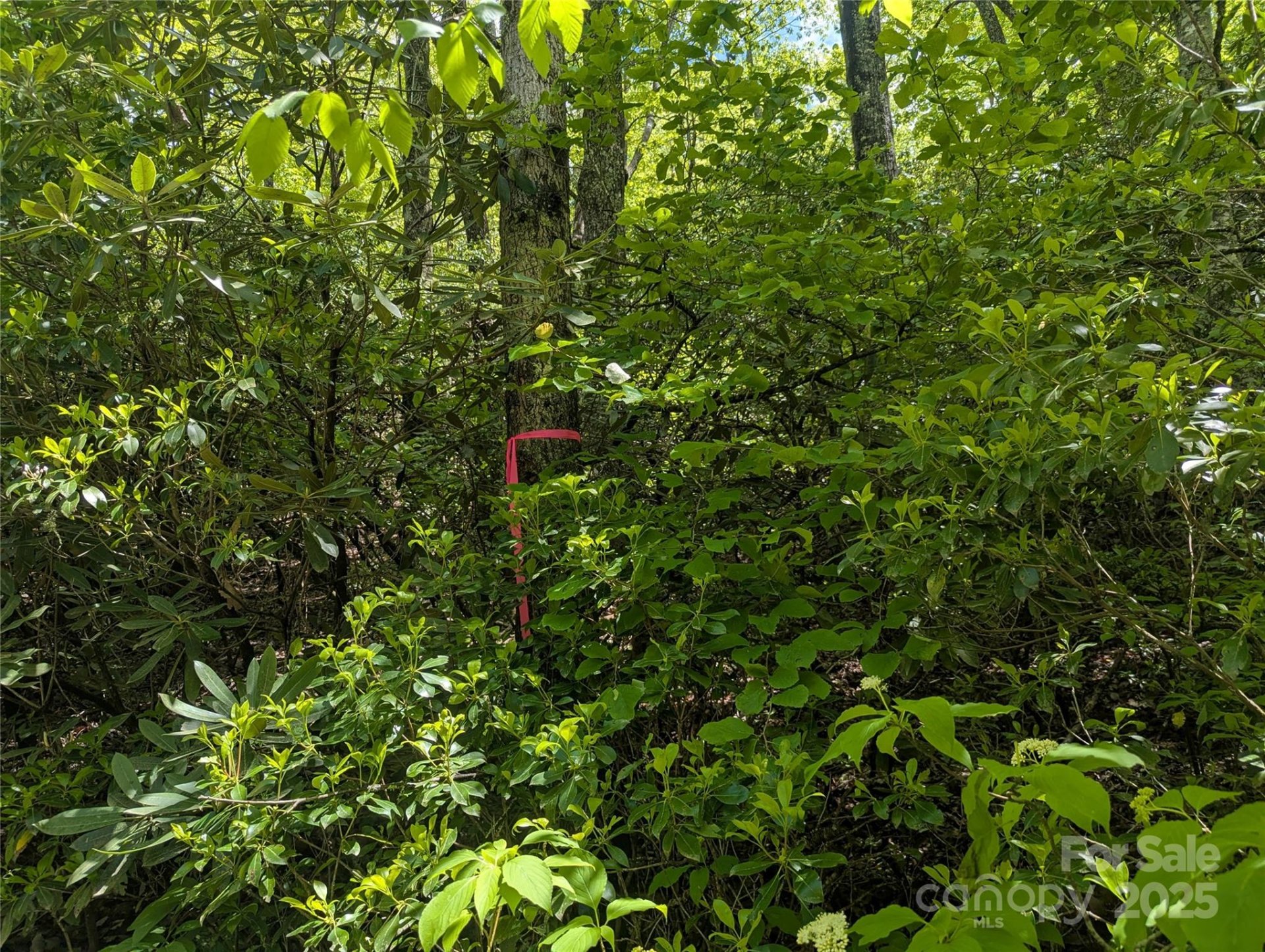 Property image 2 at 99999 Prospectors Trail, Black Mountain, NC 28711