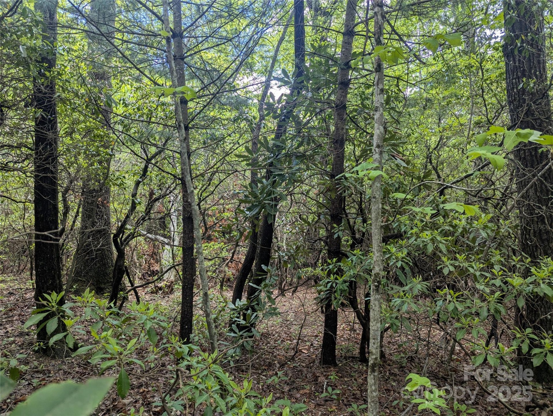Property image 4 at 99999 Prospectors Trail, Black Mountain, NC 28711