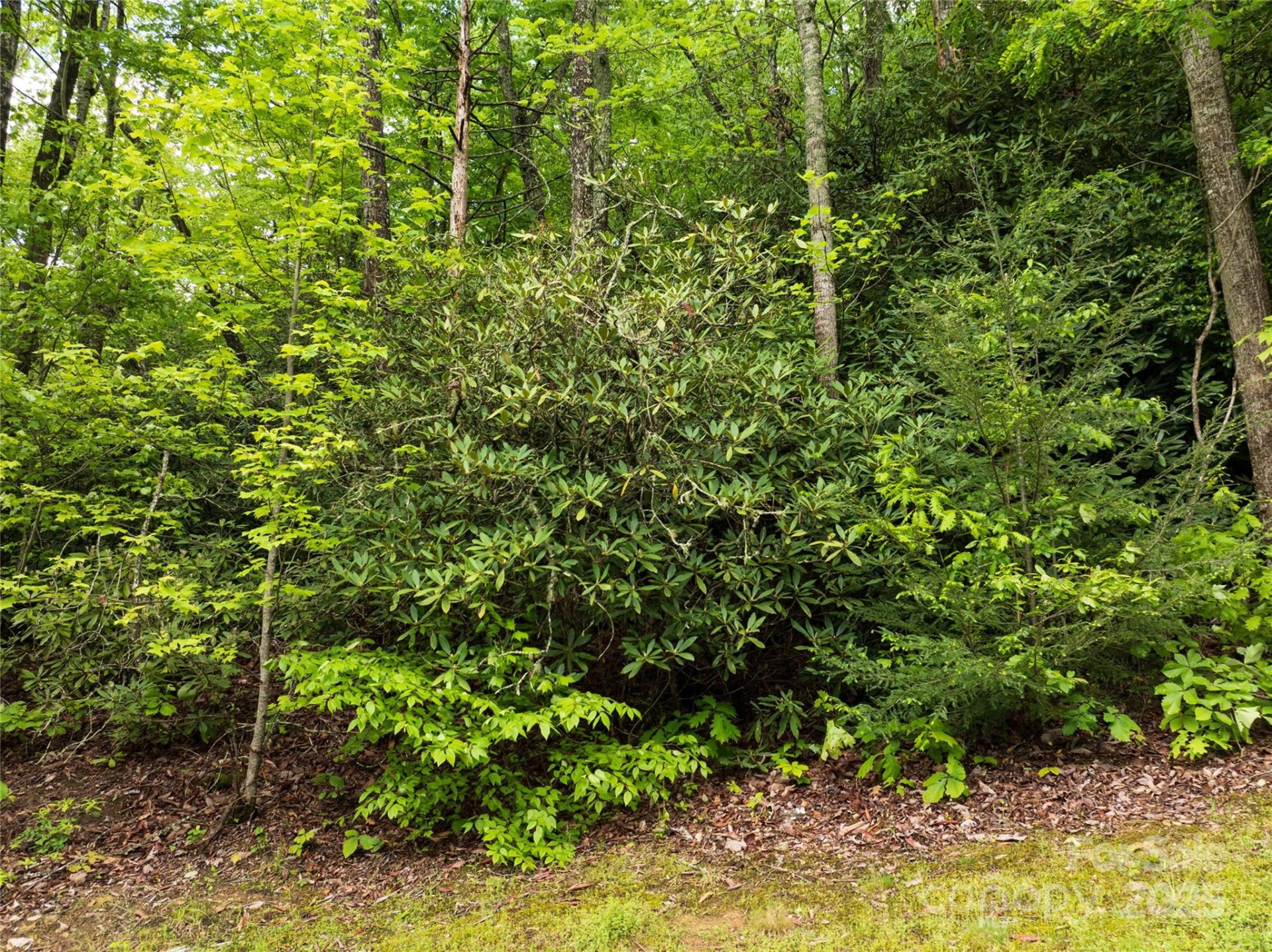 Property image 4 at 52 Settings Boulevard, Black Mountain, NC 28711