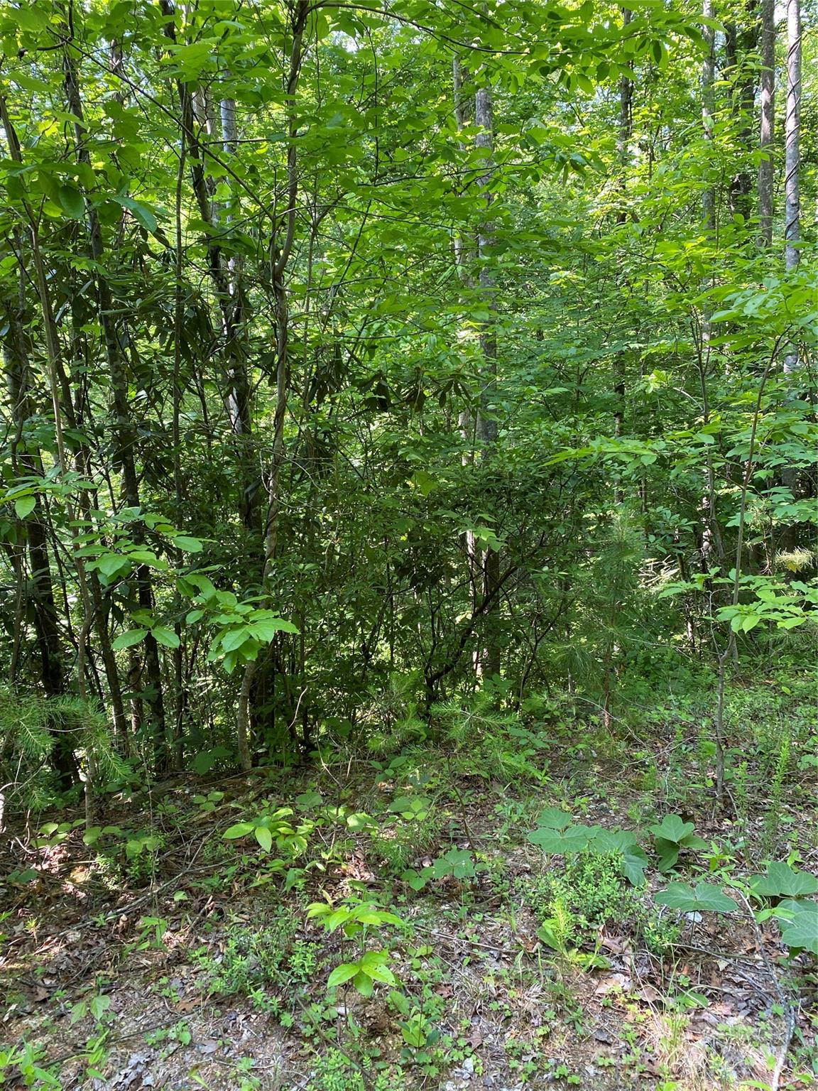 Property image 5 at 0 Falcons Avenue, Lake Lure, NC 28746