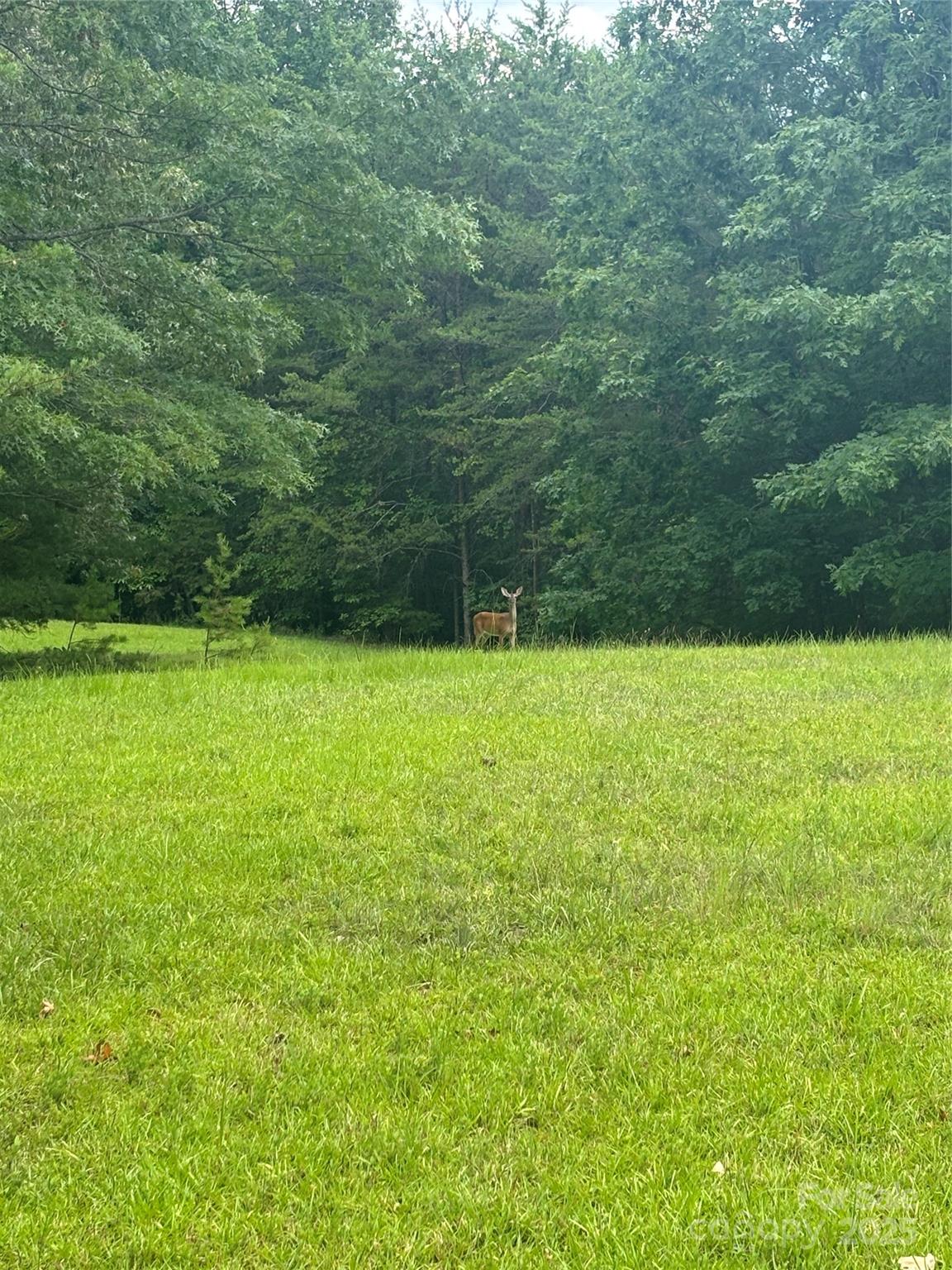 Property image 1 at 28 Fallen Tree Lane, Mill Spring, NC 28756