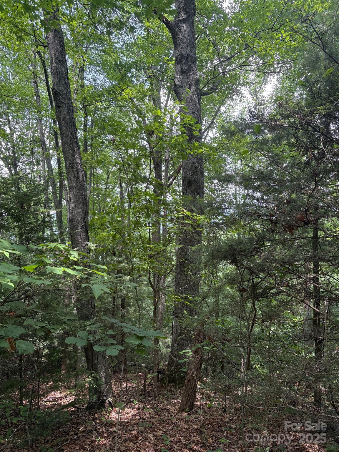Property image 4 at 00 Early Frost Place, Waynesville, NC 28785