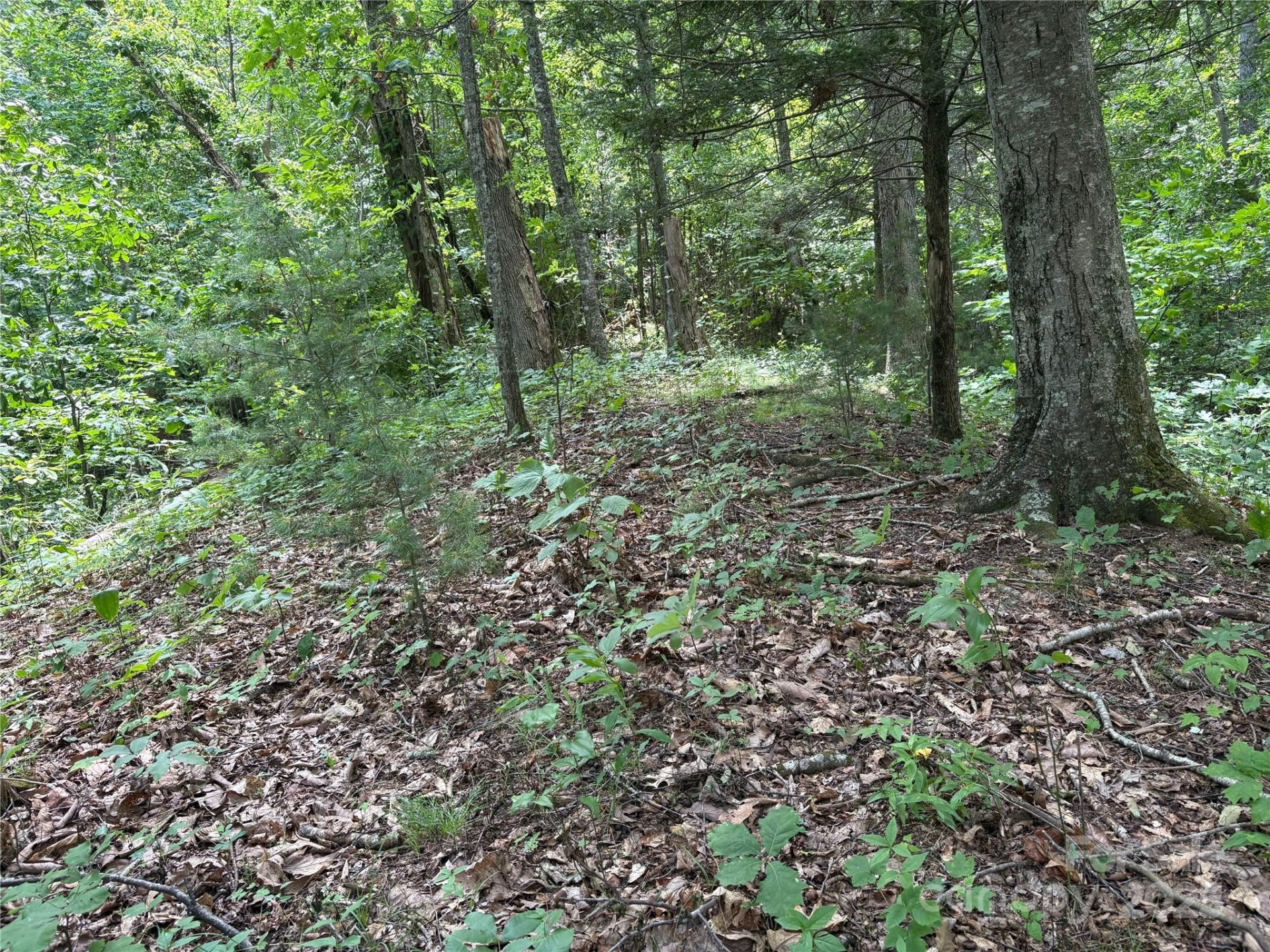 Property image 5 at 00 Early Frost Place, Waynesville, NC 28785